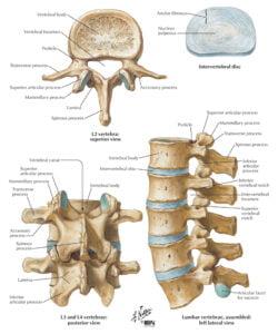 Lumbar spine anatomy